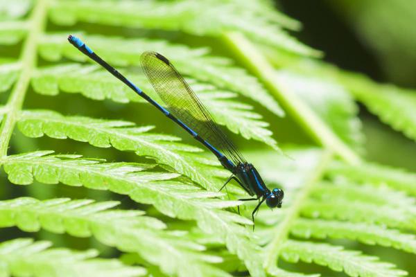 Argia sp. A mâle